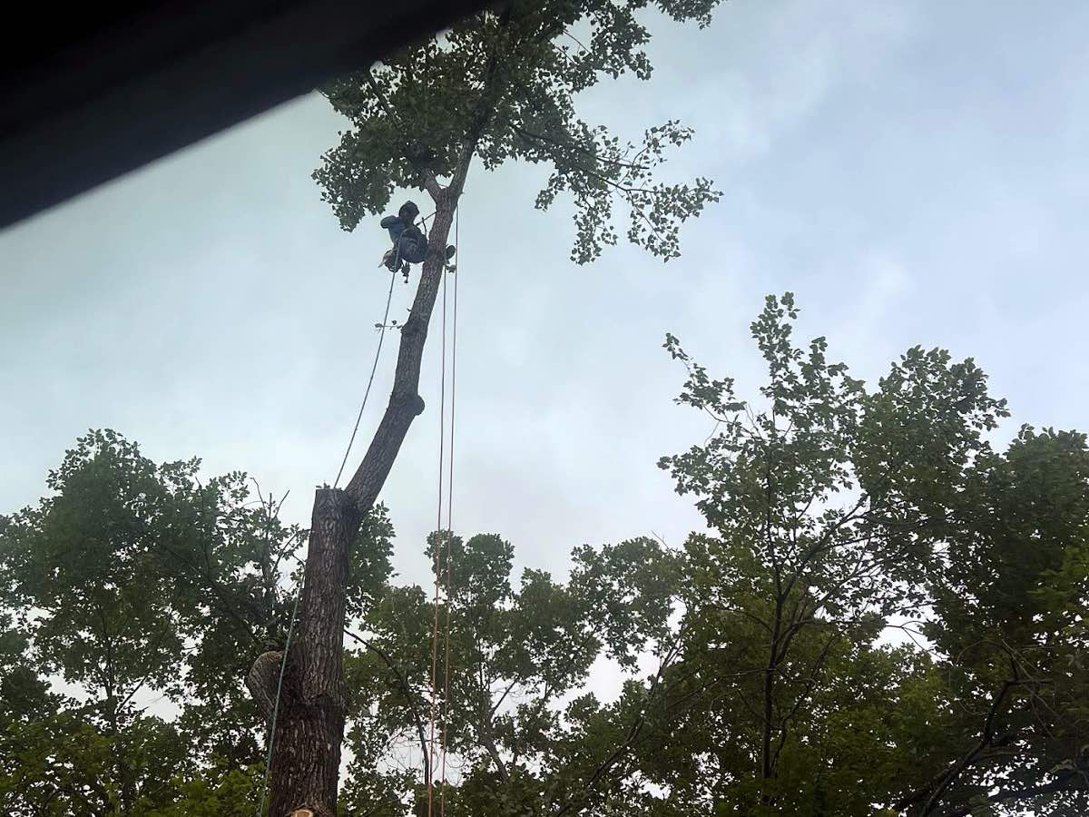 Acorn Tree & Shrubs Services LLC