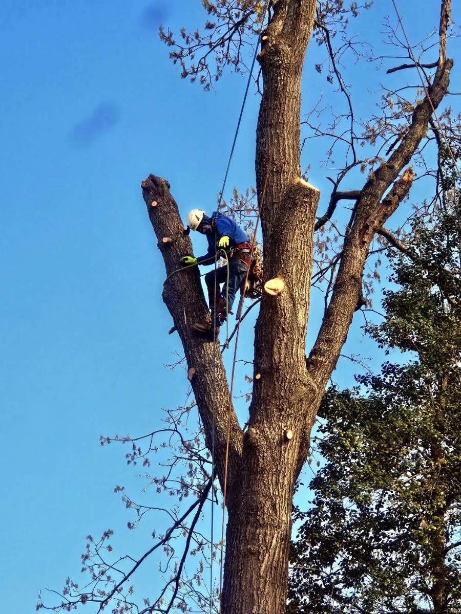 tree surgery work by Acorn Tree & Shrubs Services LLC in Raleigh