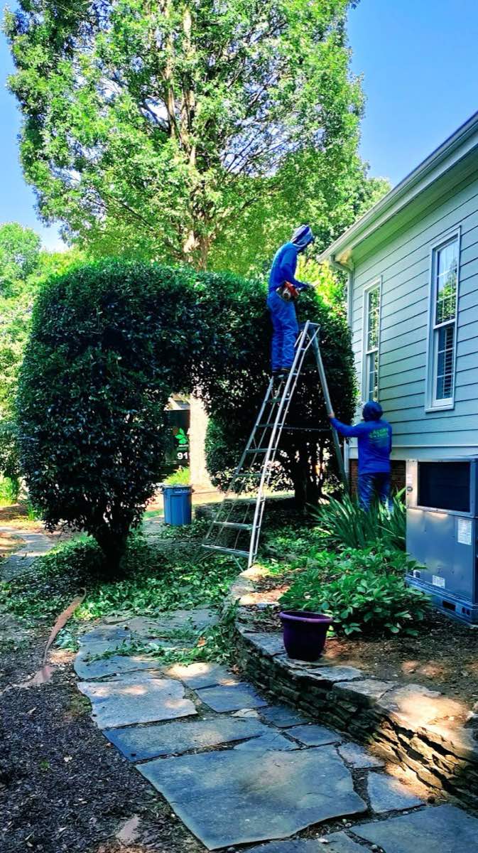 tree surgery work by Acorn Tree & Shrubs Services LLC in Raleigh
