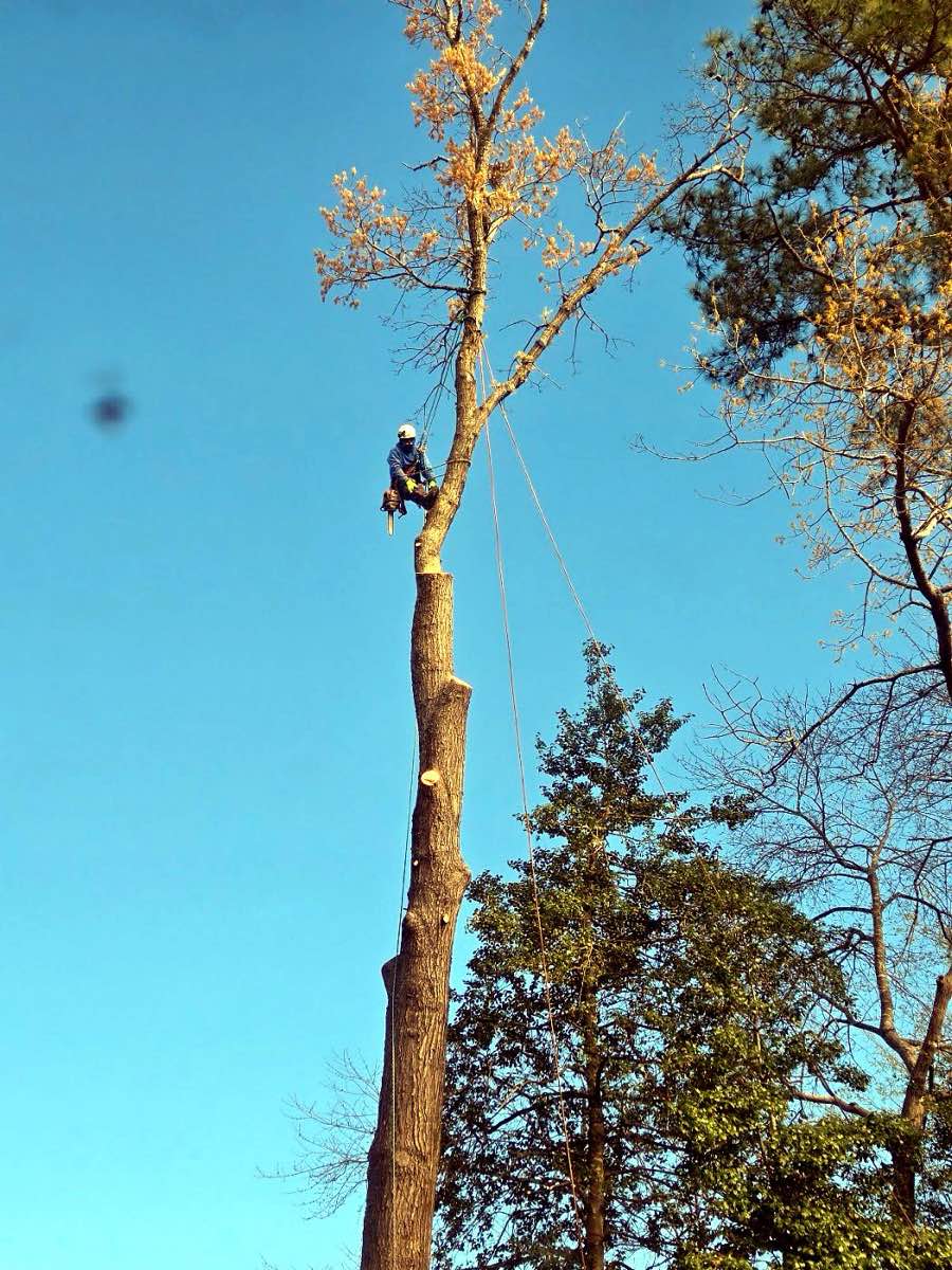 tree surgery work by Acorn Tree & Shrubs Services LLC in Raleigh