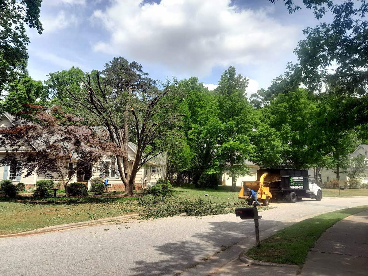 tree surgery work by Acorn Tree & Shrubs Services LLC in Raleigh