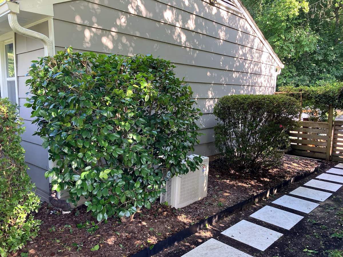 tree surgery work by Acorn Tree & Shrubs Services LLC in Raleigh