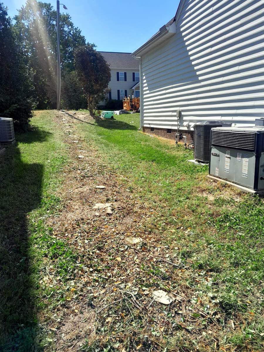 tree surgery work by Acorn Tree & Shrubs Services LLC in Raleigh