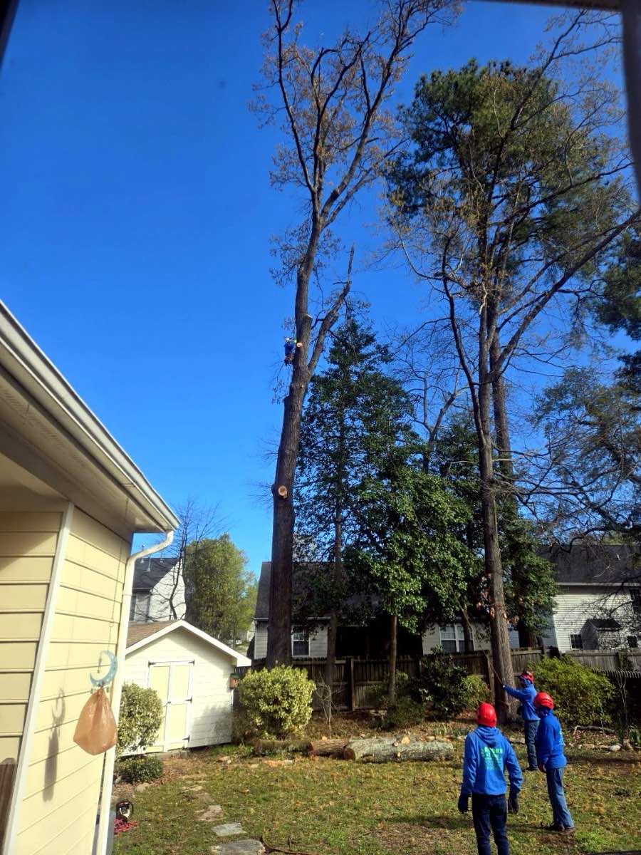 tree surgery work by Acorn Tree & Shrubs Services LLC in Raleigh